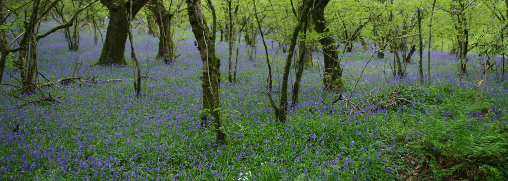 Bluebell woods